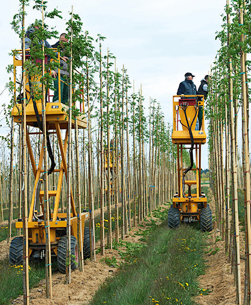 Schule für grüne Models