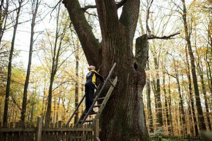 Natürlich! Ein Baum ist das älteste Dating-Portal Deutschlands