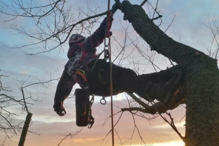 Je höher, desto besser! – Baumkletterer Timo Herzberg über einen Beruf in 30 Meter Höhe